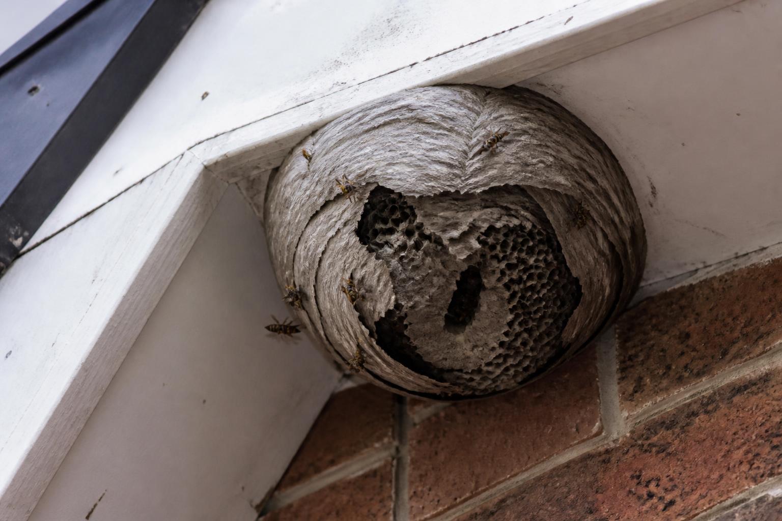 Active wasp nest under house eaves — typical Hertfordshire wasp nest removal job